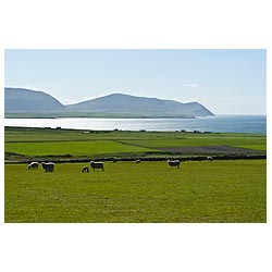 Sheep - Lambs and sheep in field Scapa Flow hoy hills scotland lamb  photo 