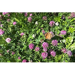 Trifolium pratense - Painted lady butterfly Cynthia cardui on pink red purple clover flowers uk  photo 