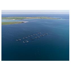 Scottish Salmon fishfarm - Circular fish farm cages from above aerial view  photo 