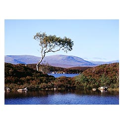 Lochan na h Achlaise - Isolated single tree on island lake mountainous wetland terrain  photo 