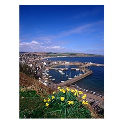Harbour - Daffodil flowers piers town houses yachts fishing boats bay spring Scotland  photo 